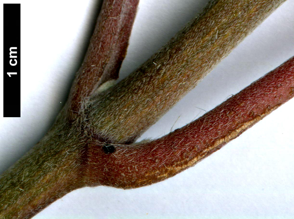 High resolution image: Family: Hydrangeaceae - Genus: Hydrangea - Taxon: aspera - SpeciesSub: subsp. strigosa